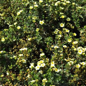 Potentilla fruticosa 'Primrose Beauty' 10-15 cm